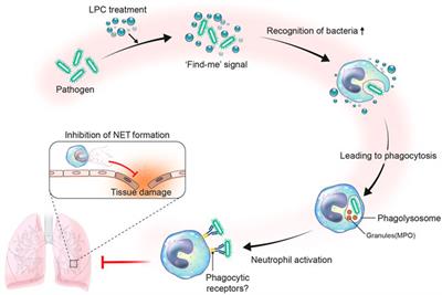 Lysophosphatidylcholine Alleviates Acute Lung Injury by Regulating Neutrophil Motility and Neutrophil Extracellular Trap Formation